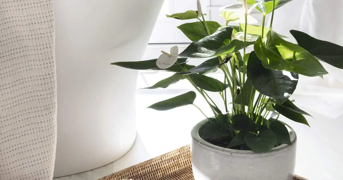 Flores acuáticas para interiores: belleza natural en tu hogar - Cuánto tiempo dura una planta en agua flores acuaticas para interiores - Cuánto tiempo dura una planta en agua
