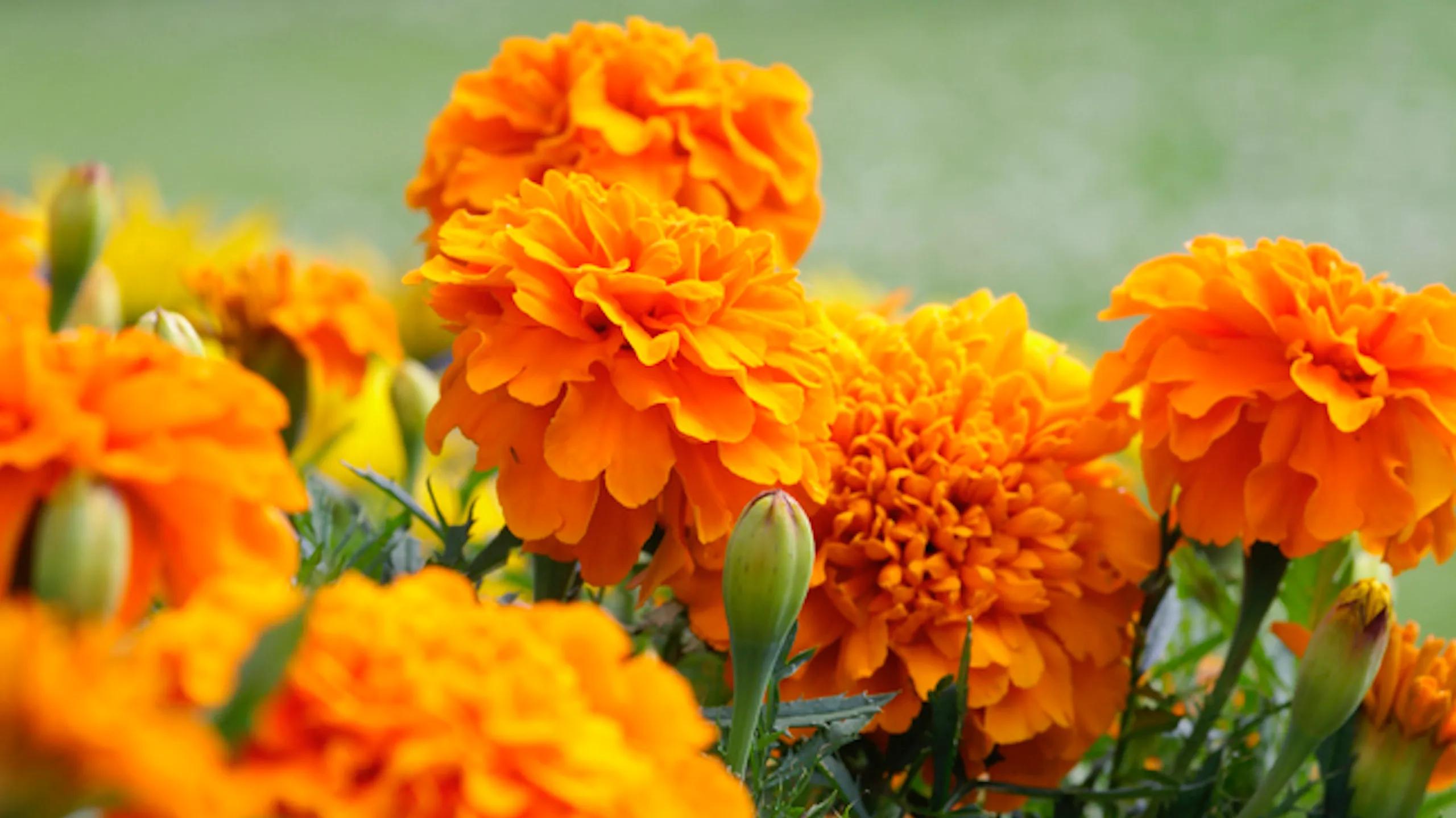 Flor de cempasúchil: cultivo y cuidados - Cuánto tiempo tarda en crecer la flor de cempasúchil flor de cempasúchil cultivo - Cuánto tiempo tarda en crecer la flor de cempasúchil