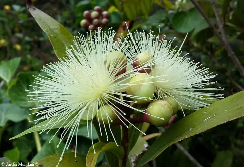 flor de la pomarrosa - Cuánto tiempo tarda en dar fruto la pomarrosa