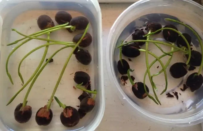 como germinar flores - Cuánto tiempo tarda en germinar una semilla de flores