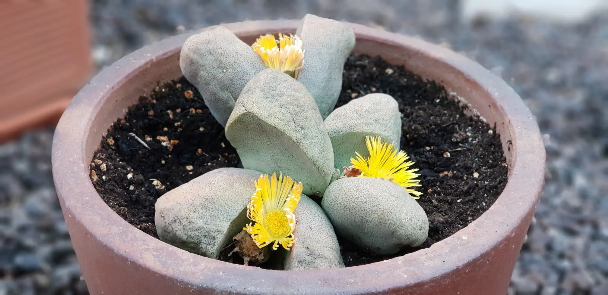 cactus piedra en flor - Cuánto vive un cactus piedra