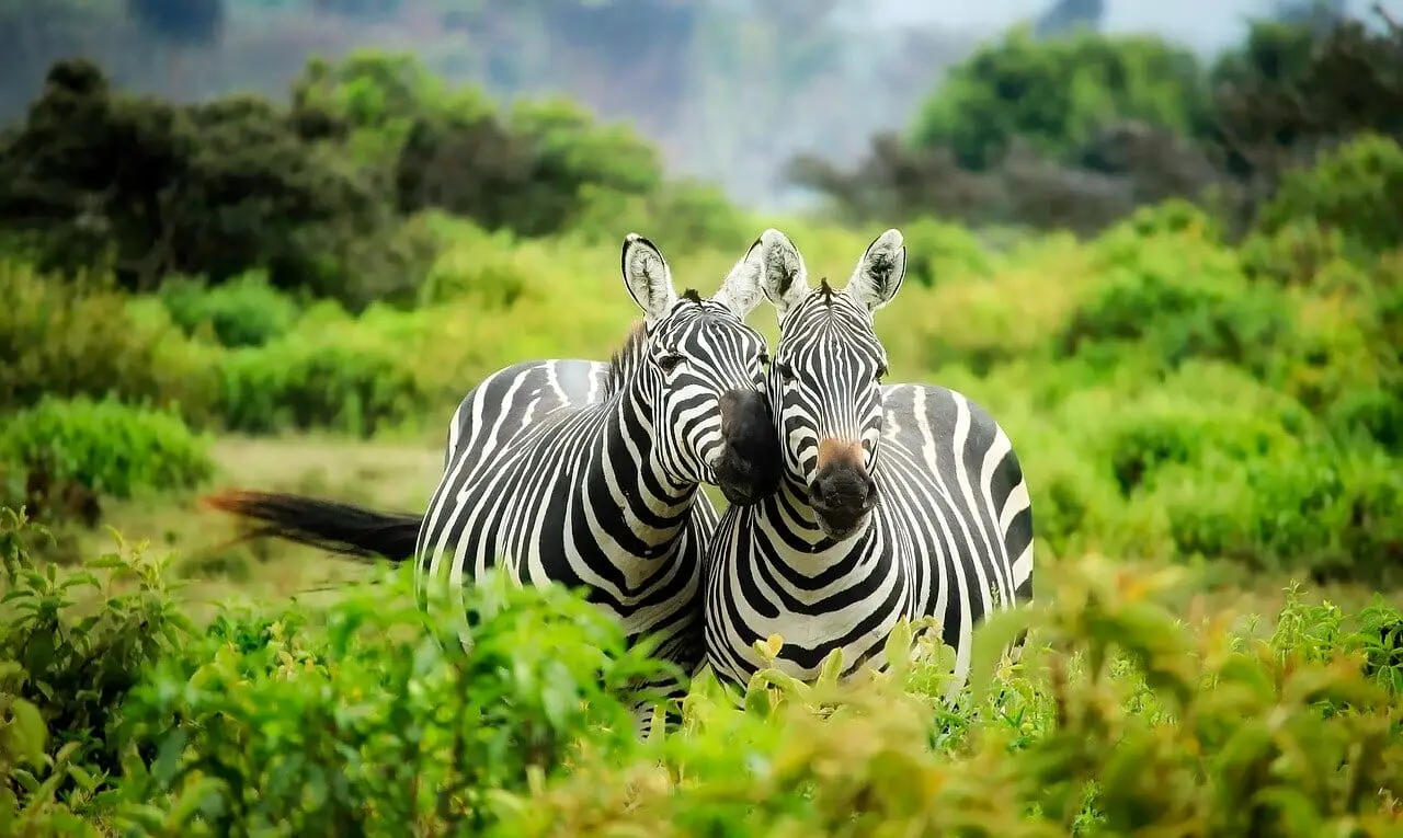 flora y fauna mundial - Cuántos animales hay en el mundo 2023