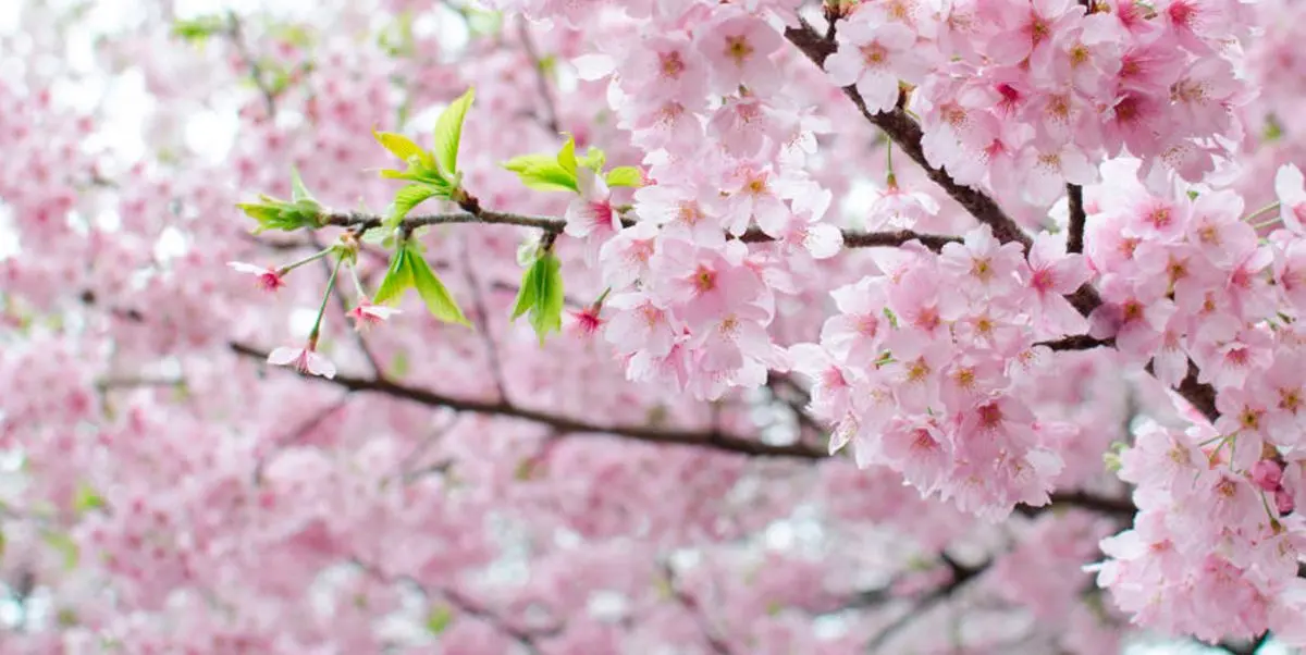como hacer flores de arbol de cerezo - Cuántos años de vida tiene un cerezo