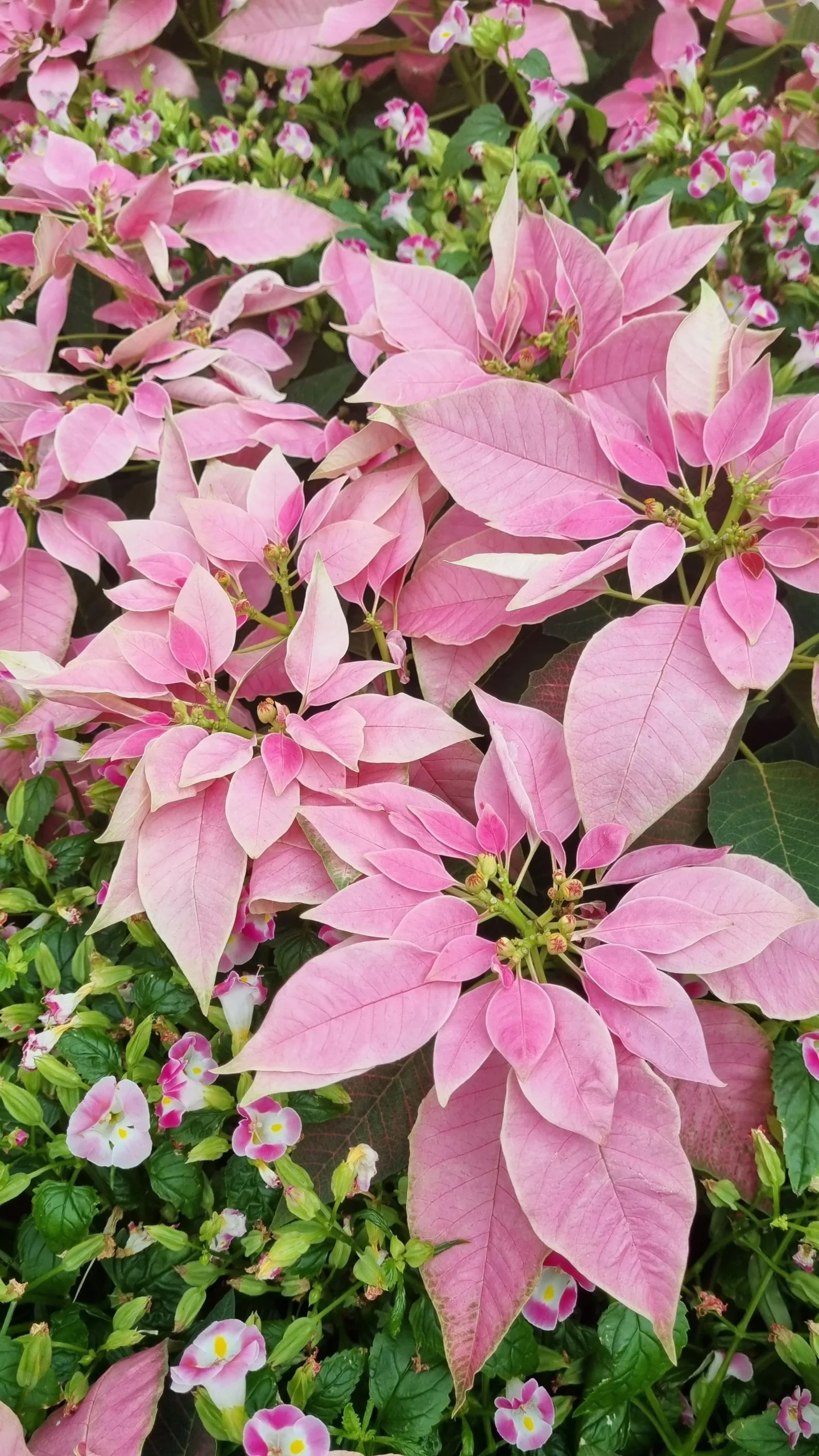 Flor de Pascua Rosa: La Belleza en Tonos Rosados - Cuántos colores hay de la flor de Pascua flor de pascua rosa - Cuántos colores hay de la flor de Pascua
