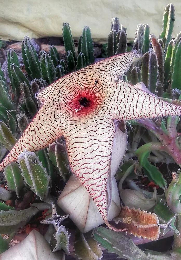 cactus con flor de estrella - Cuántos días dura la flor de la Stapelia