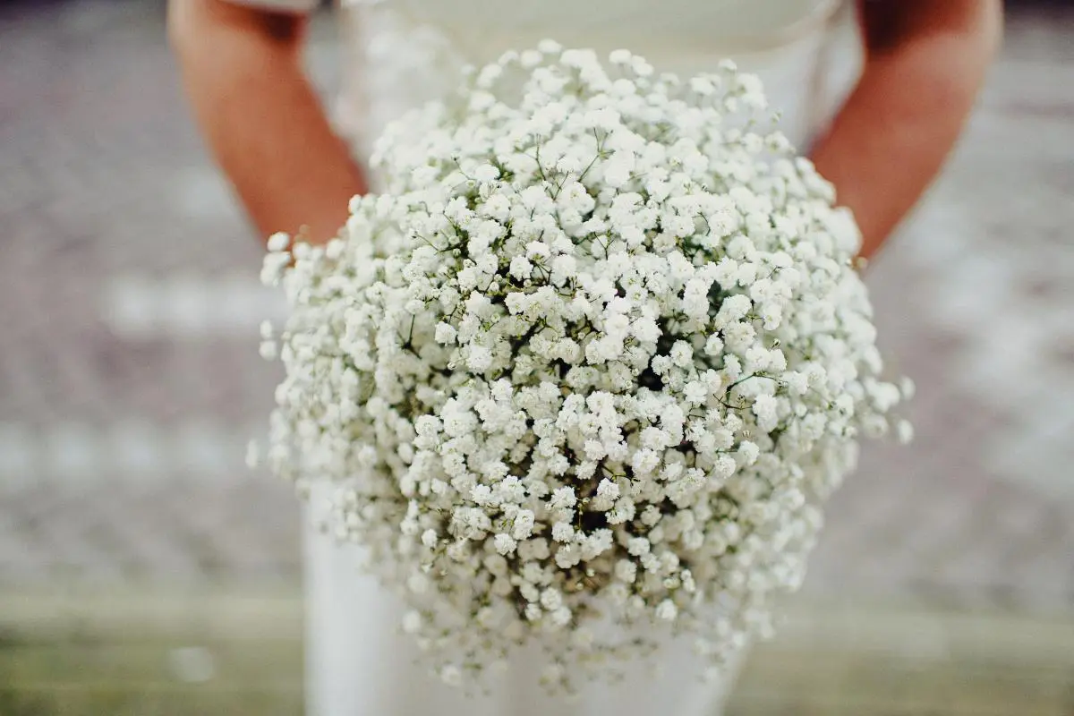 Flor de Nube Blanca: Belleza y Suavidad en un Solo Tallo - Cuántos días dura la flor nube nube blanca flor - Cuántos días dura la flor nube