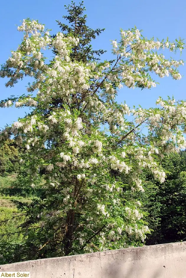 Acacia de flores olorosas: una maravilla natural - Cuántos tipos de acacias hay acacia de flores olorosas - Cuántos tipos de acacias hay