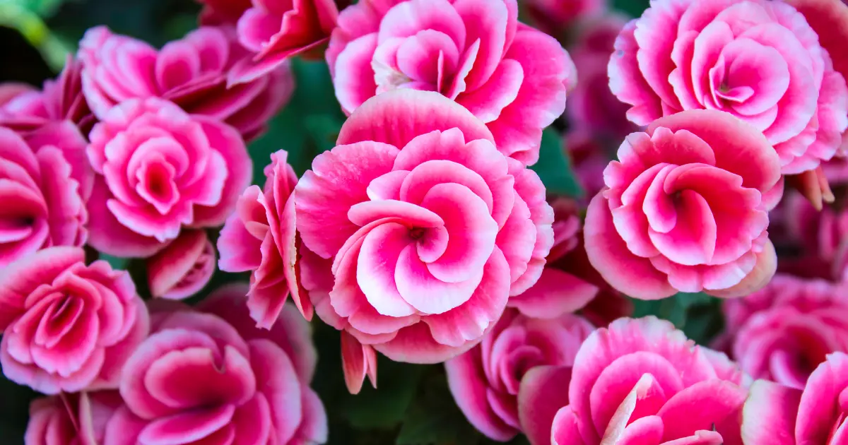 La Flor de Azúcar: Una Belleza Natural - Cuántos tipos de begonias hay en el mundo flor de azucar - Cuántos tipos de begonias hay en el mundo