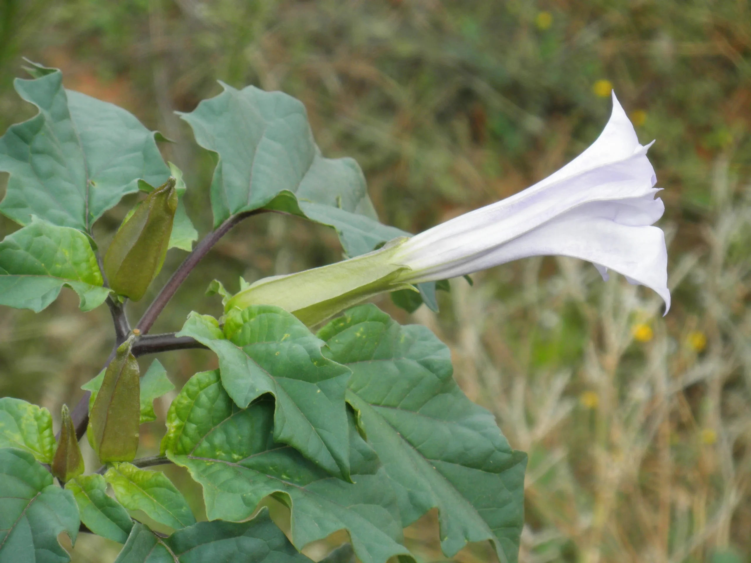 La flor de Datura: belleza y peligro en una planta - Cuántos tipos de Datura hay flor de datura - Cuántos tipos de Datura hay