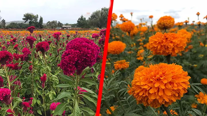 Flor de cempasúchil: Analizando sus vibrantes colores - Cuántos tipos de flor de cempasúchil hay flor de cempasúchil colores - Cuántos tipos de flor de cempasúchil hay