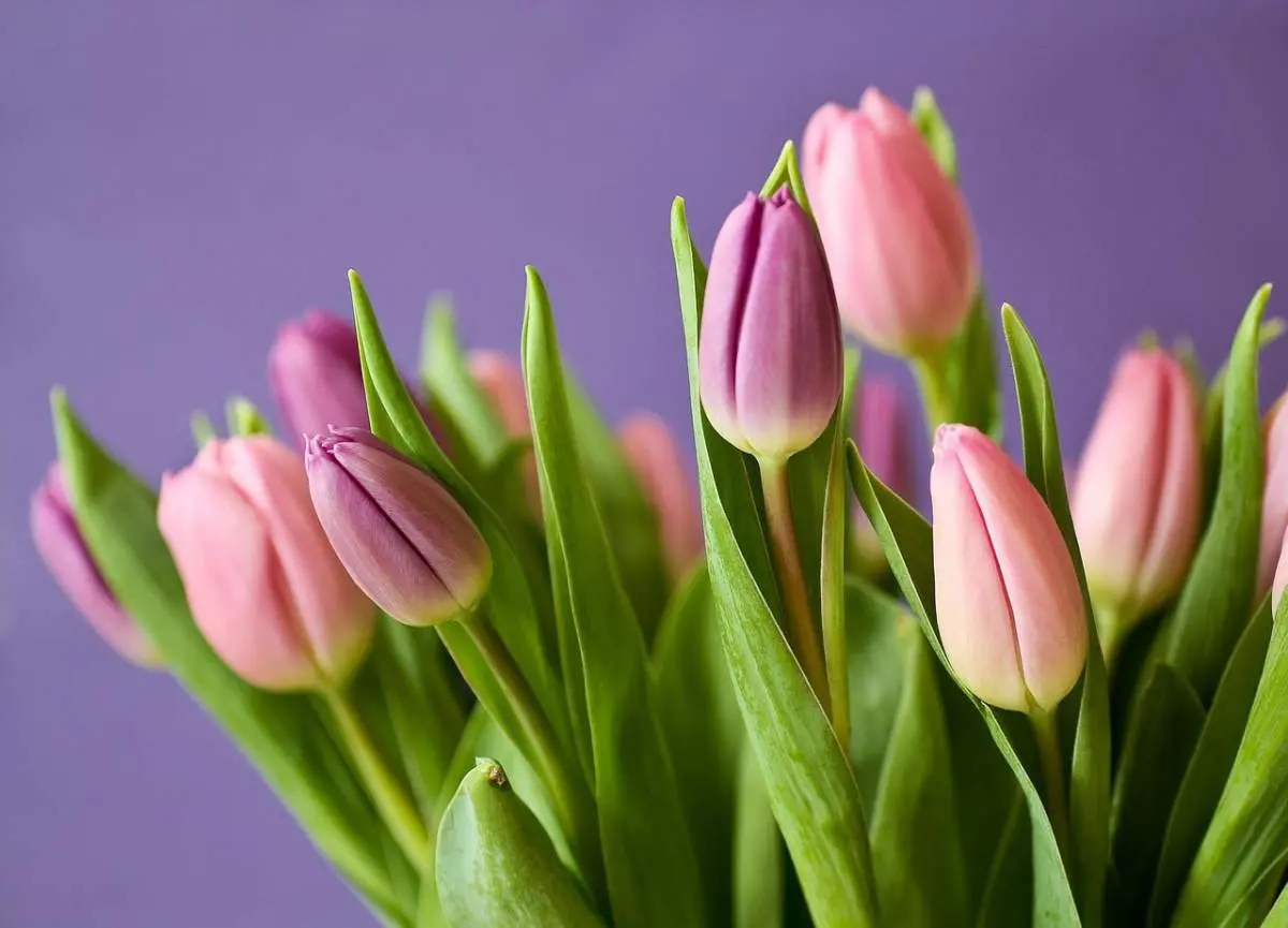 Tipos de plantas con flores - Cuántos tipos de plantas hay y cuáles son tipos de plantas con flores - Cuántos tipos de plantas hay y cuáles son