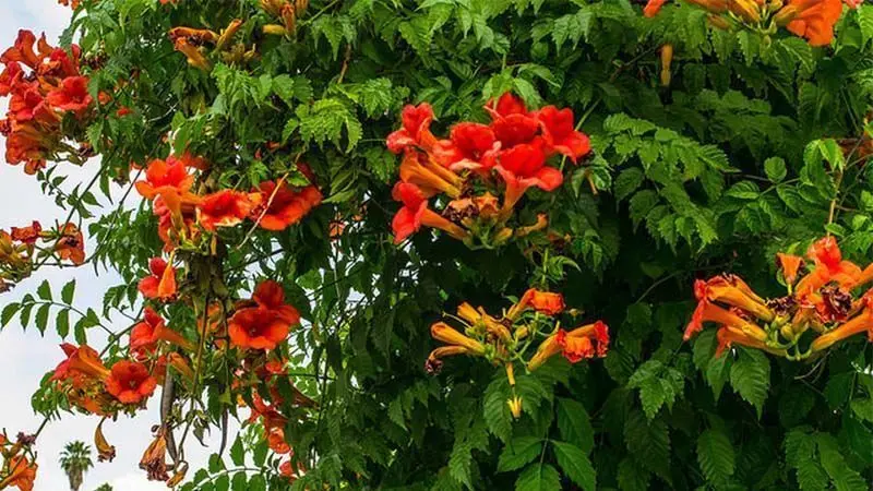 Enredaderas con flores rojas: una explosión de color en tu jardín - Dónde colocar la dipladenia enredaderas con flores rojas - Dónde colocar la dipladenia