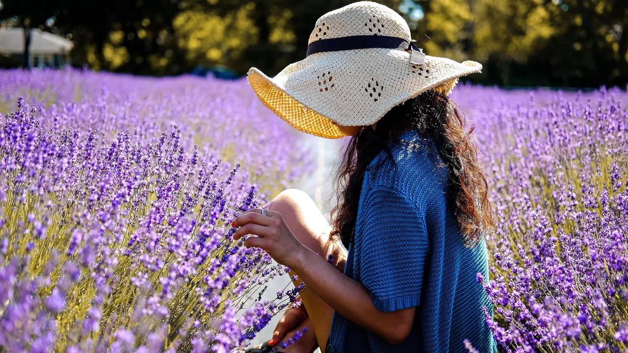 Lavanda: La Flor Perfecta para Decorar tu Hogar - Dónde colocar la planta de lavanda lavanda flor - Dónde colocar la planta de lavanda