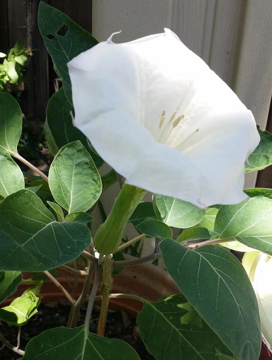 La flor de Datura: belleza y peligro en una planta - Dónde crece la Datura flor de datura - Dónde crece la Datura