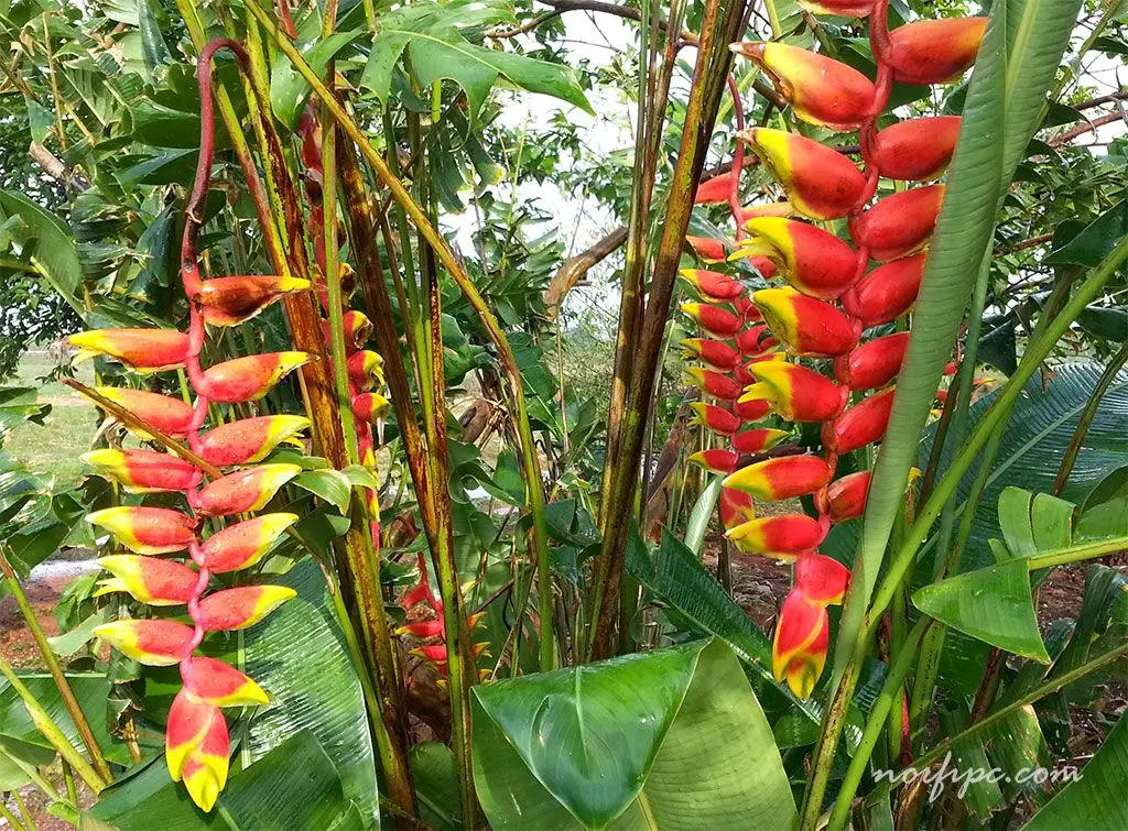 Flor ave del paraíso roja: Un regalo original para celebrar el Día de las Madres - Dónde crece la flor ave del paraíso flor ave del paraíso roja - Dónde crece la flor ave del paraíso
