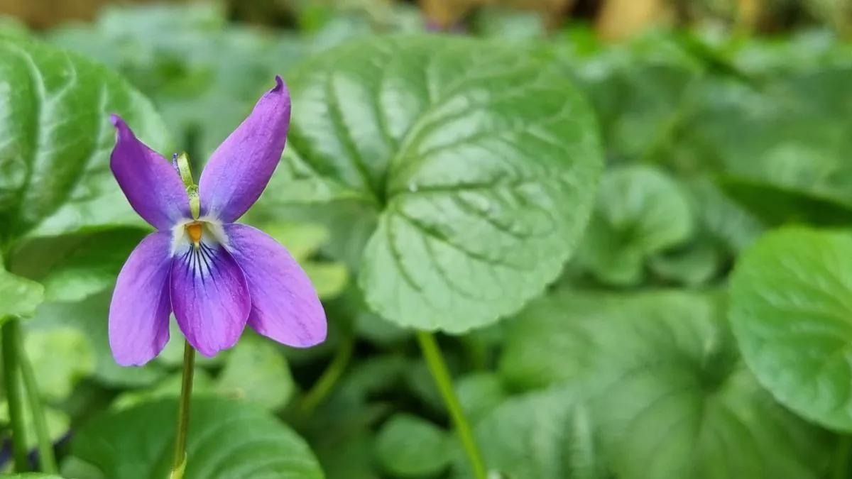 flor de violeta - Dónde crece la flor violeta