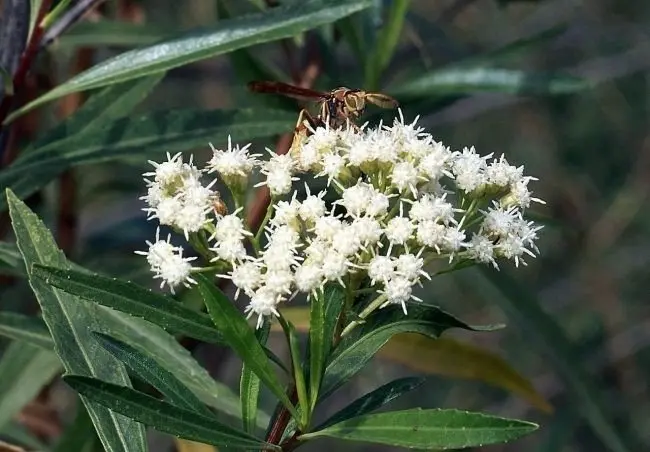 chilca flor - Dónde crece la planta Chilca