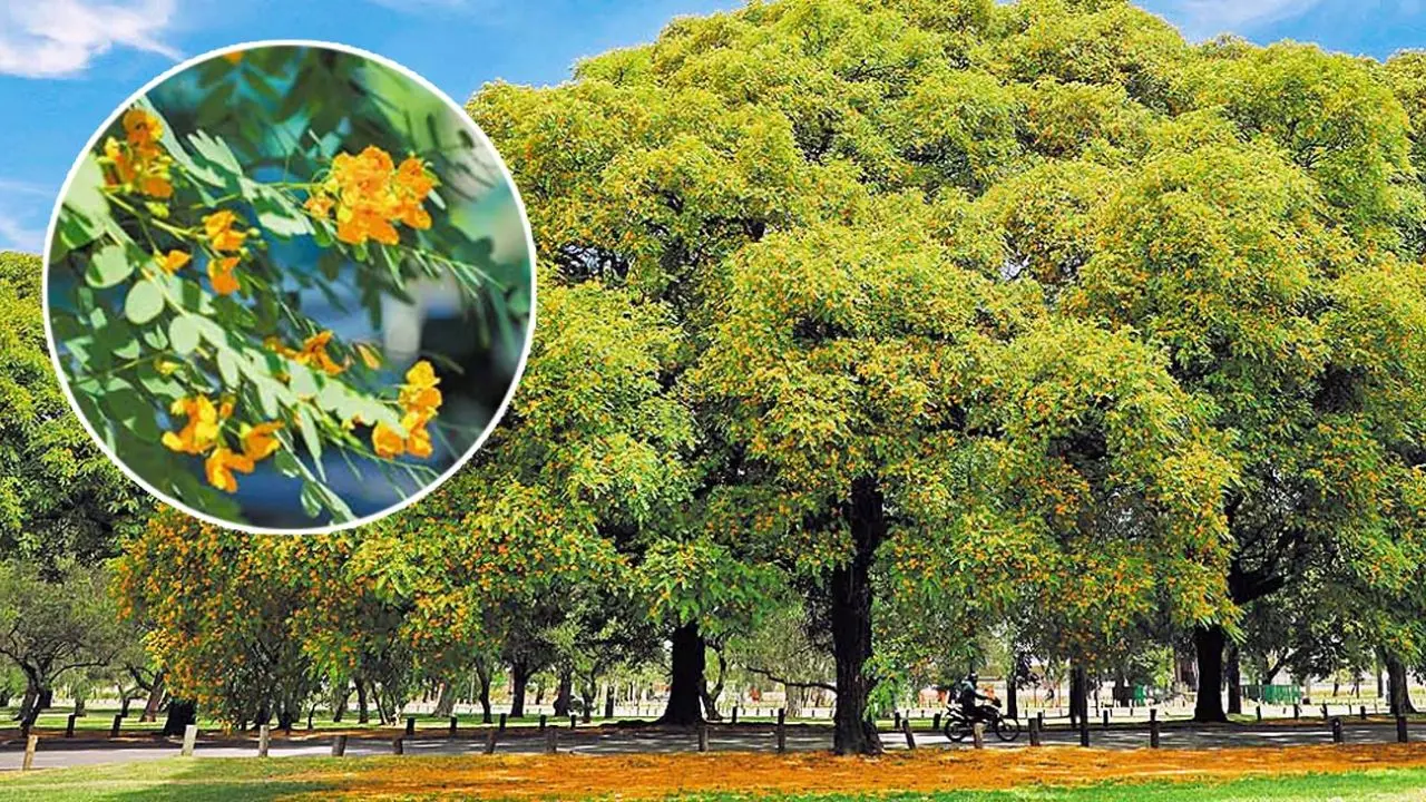 Tipas en flor: una belleza natural que cautiva - Dónde crece la tipa tipas en flor - Dónde crece la tipa