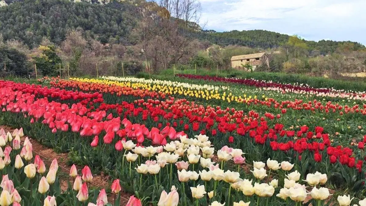 campos de flores - Dónde hay campos de tulipanes en España
