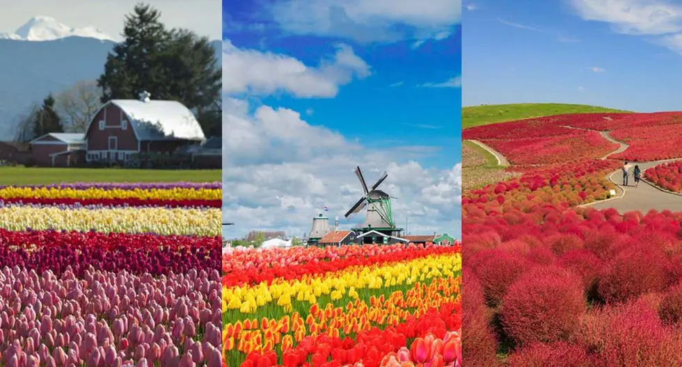 Dónde hay muchas flores - Dónde hay flores bonitas lugar donde hay flores - Dónde hay flores bonitas