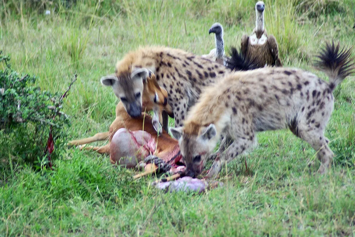 Flora y fauna de África: Un paraíso natural - Dónde hay más animales en África cuál es la flora y fauna de áfrica - Dónde hay más animales en África