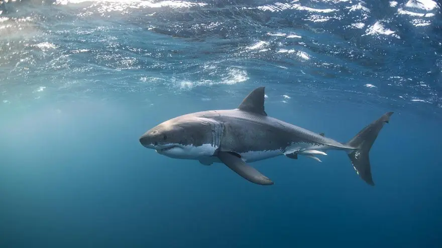 el gran tiburon en flores - Dónde hay tiburones blancos en el Mediterráneo