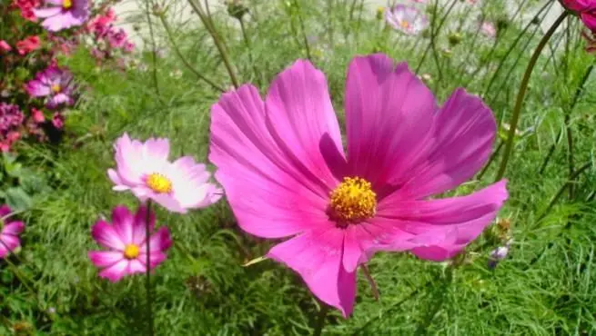 Flor de Cosmos: Belleza y Versatilidad en el Jardín - Dónde plantar cosmos flor de cosmos - Dónde plantar cosmos