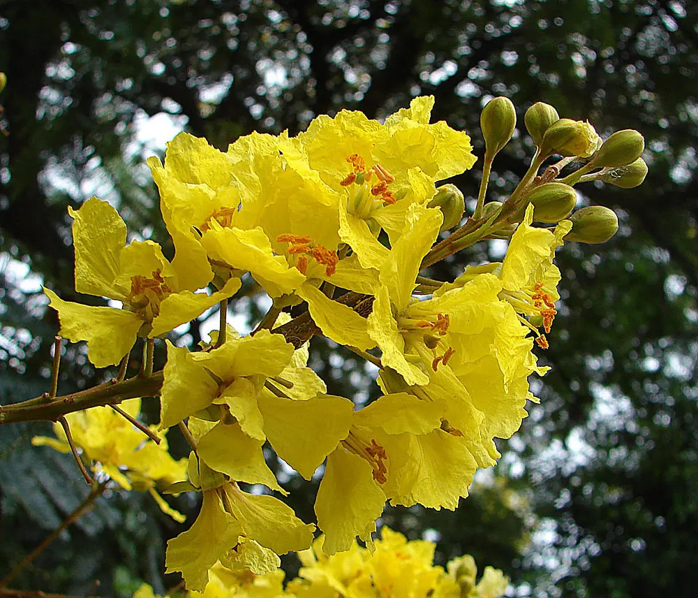 Ibira Pita Flor: Belleza y simbolismo en Buenos Aires - Dónde plantar ibirapitá ibira pita flor - Dónde plantar ibirapitá