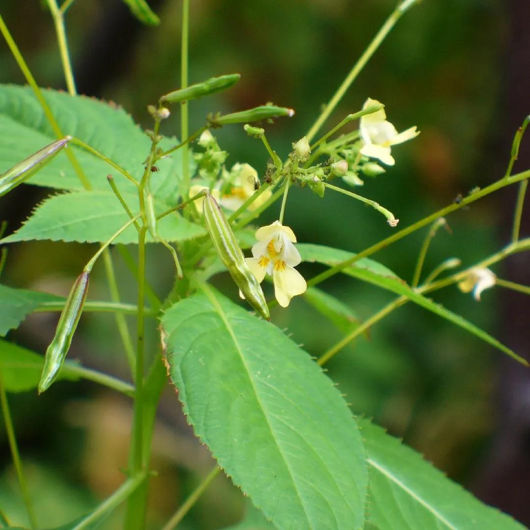 Impatiens flores: Cuidados y consejos para mantenerlas hermosas - Dónde plantar Impatiens impacientes flores - Dónde plantar Impatiens