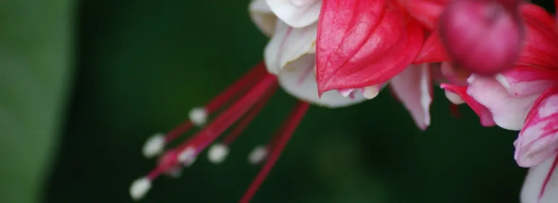 plantas con flores fucsias - Dónde plantar la fucsia