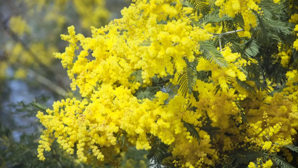 mimosa flor - Dónde plantar la mimosa
