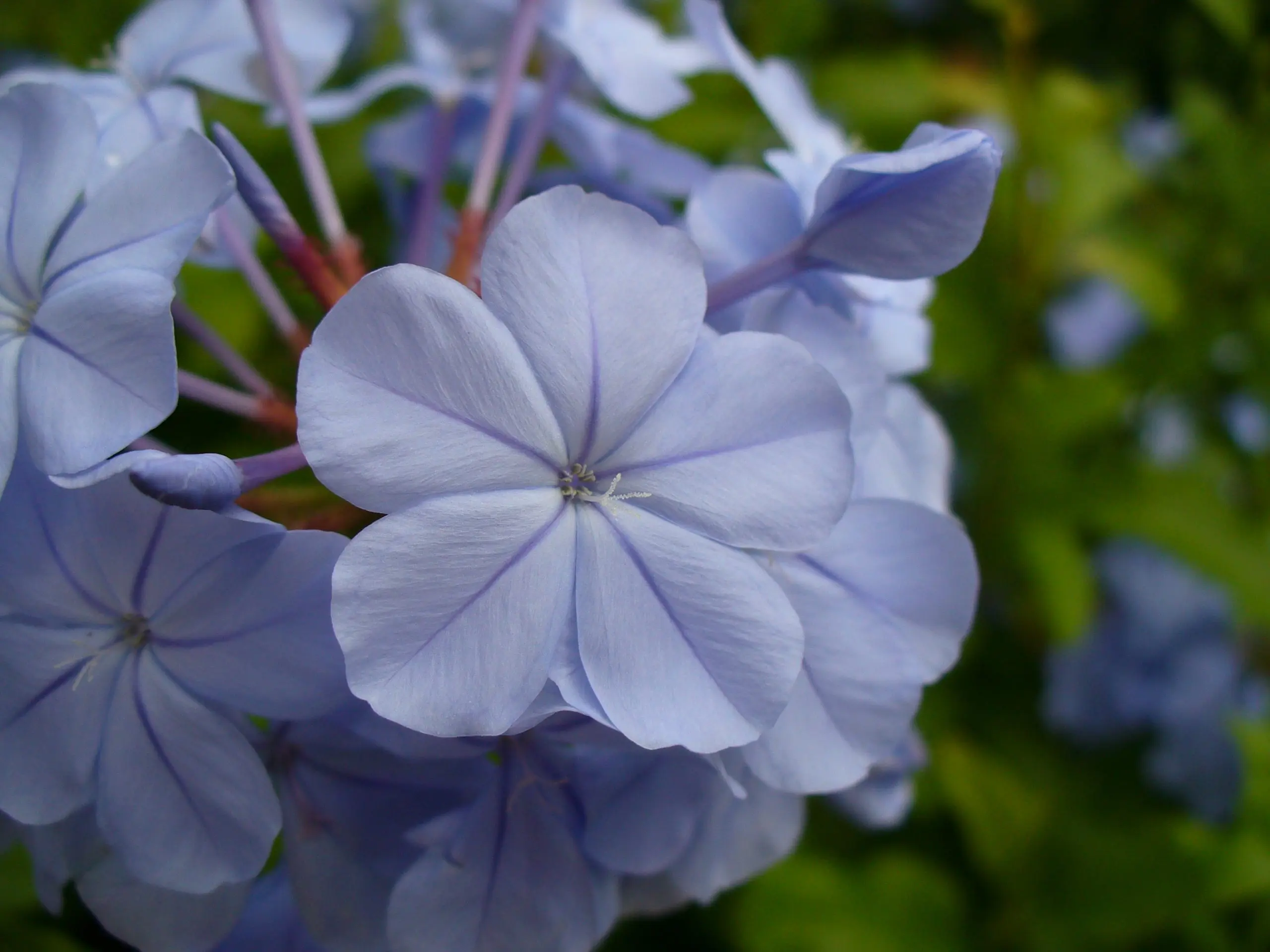 jazmin flor azul - Dónde plantar plumbago