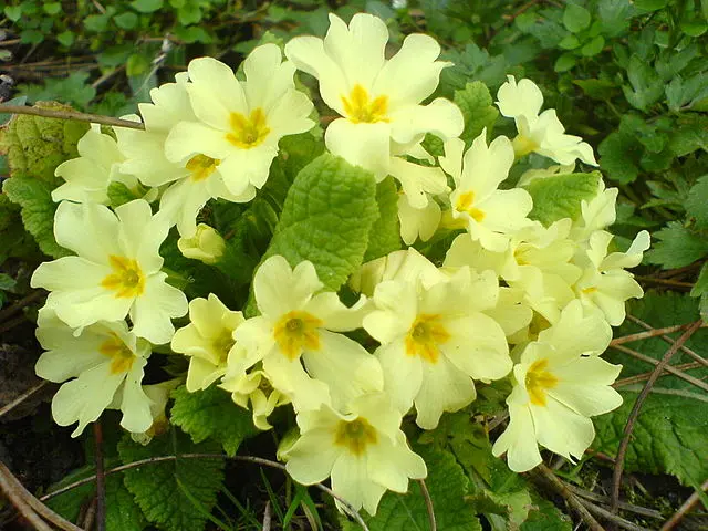 flores eterna primavera - Dónde plantar prímulas