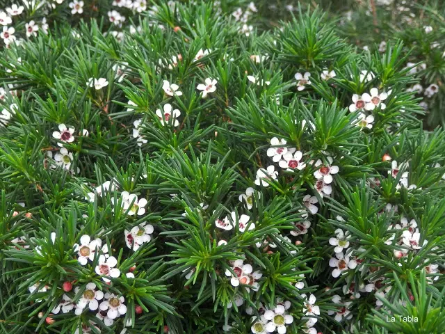 árbol flor de cera - Dónde plantar un leptospermum