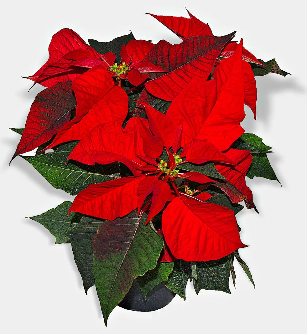 Flor de Nochebuena: cuidados para que dure más - Dónde poner la Flor de Nochebuena flor de noche buena - Dónde poner la Flor de Nochebuena