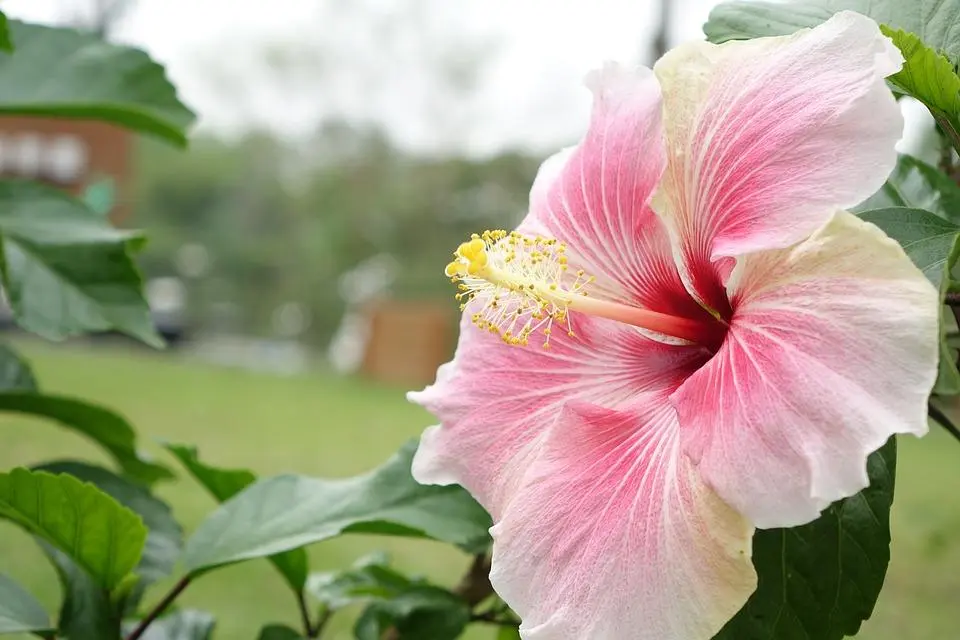Flor de hibisco amarilla: una belleza tropical - Dónde poner un hibisco flor de hibisco amarilla - Dónde poner un hibisco