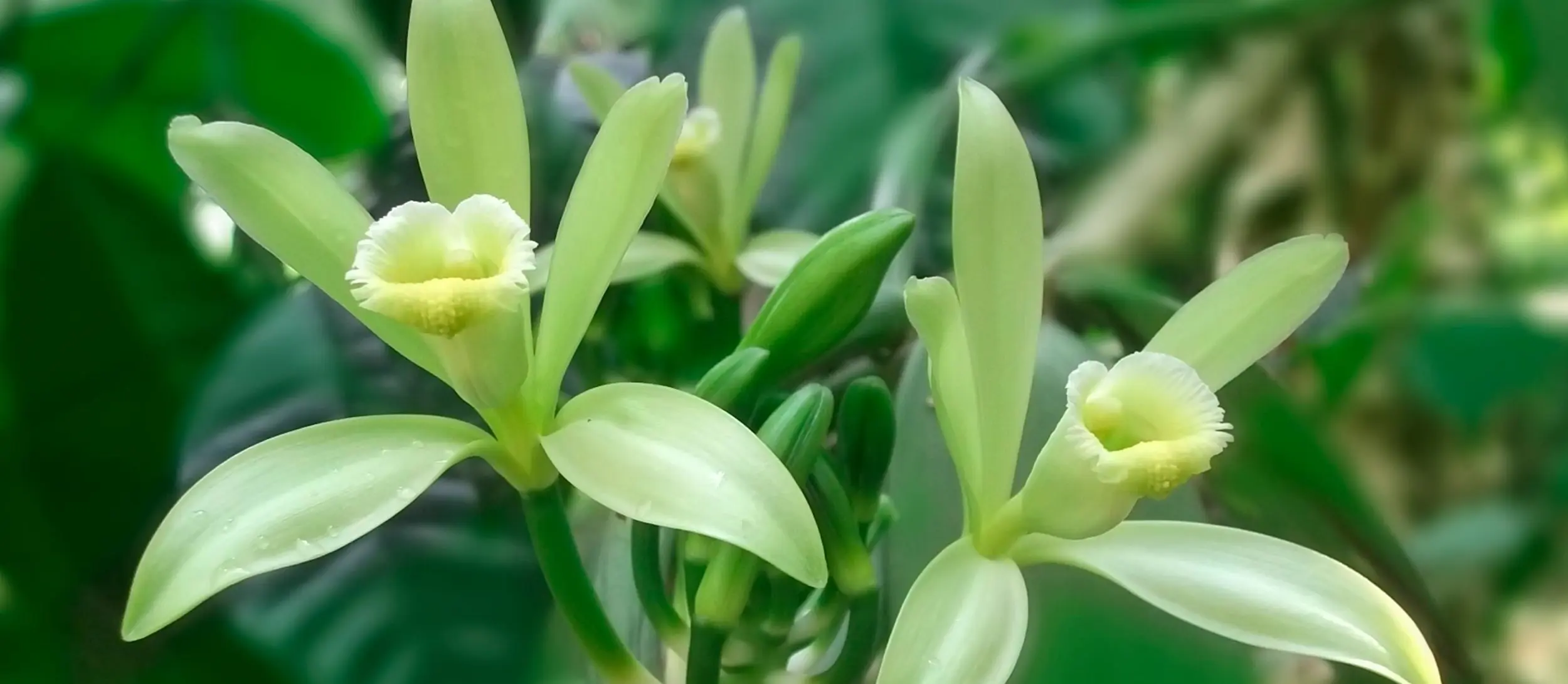 flor de la vainilla planta - Dónde se cultiva la flor de vainilla