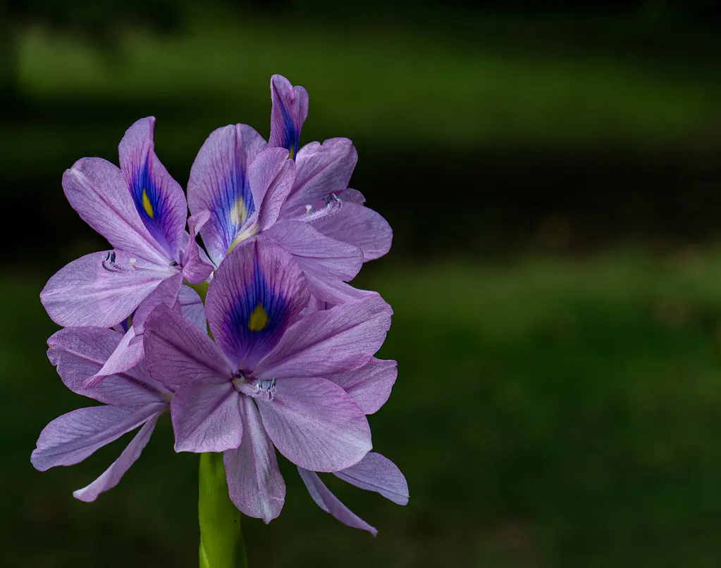 Camalote: Una planta acuática sorprendente con flores deslumbrantes - Dónde se encuentra el camalote camalote tiene flor - Dónde se encuentra el camalote