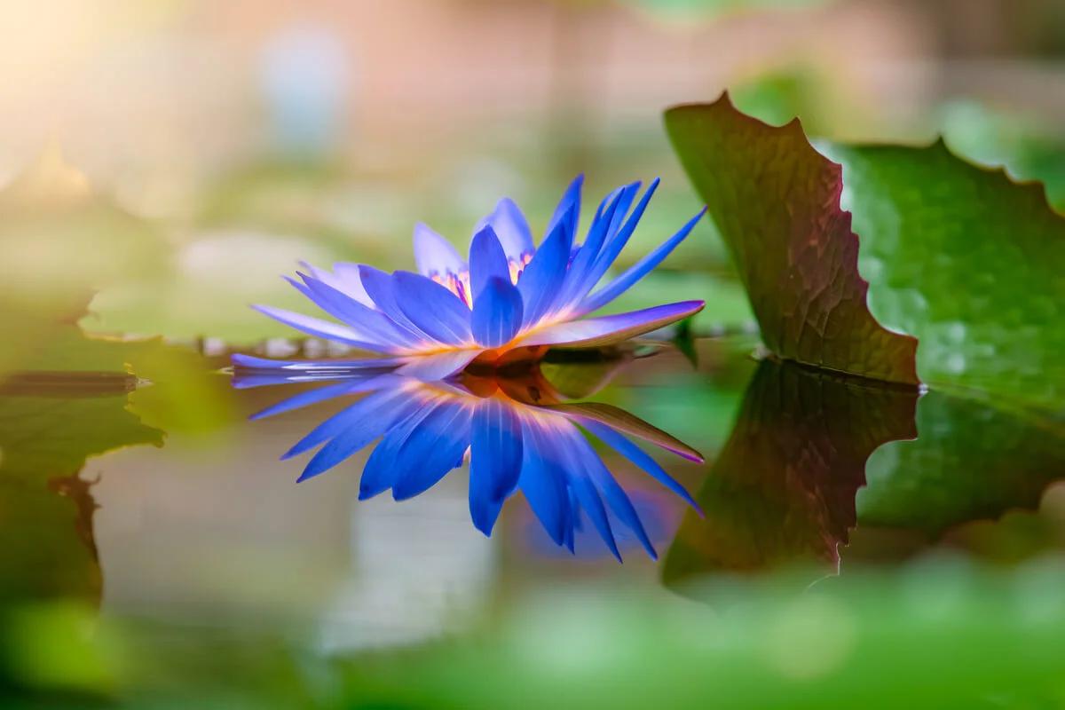 flor de loto azul - Dónde se encuentra la flor de loto azul