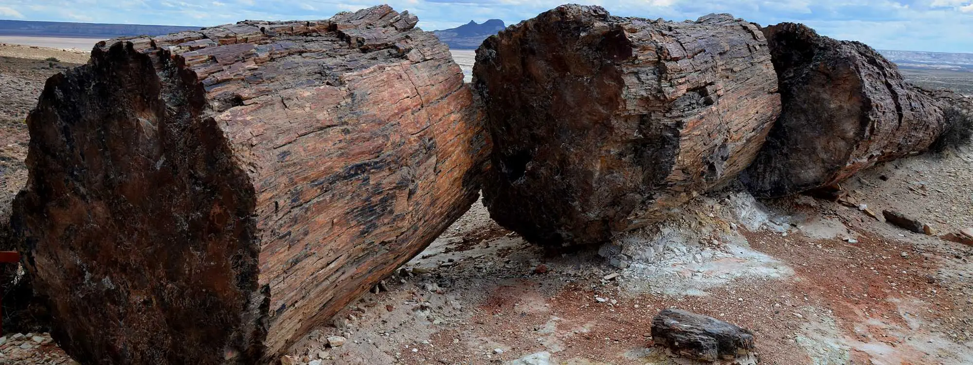 Monumento Natural Bosques Petrificados: Flora y Fauna - Dónde se encuentran los bosques petrificados monumento natural bosques petrificados flora y fauna - Dónde se encuentran los bosques petrificados