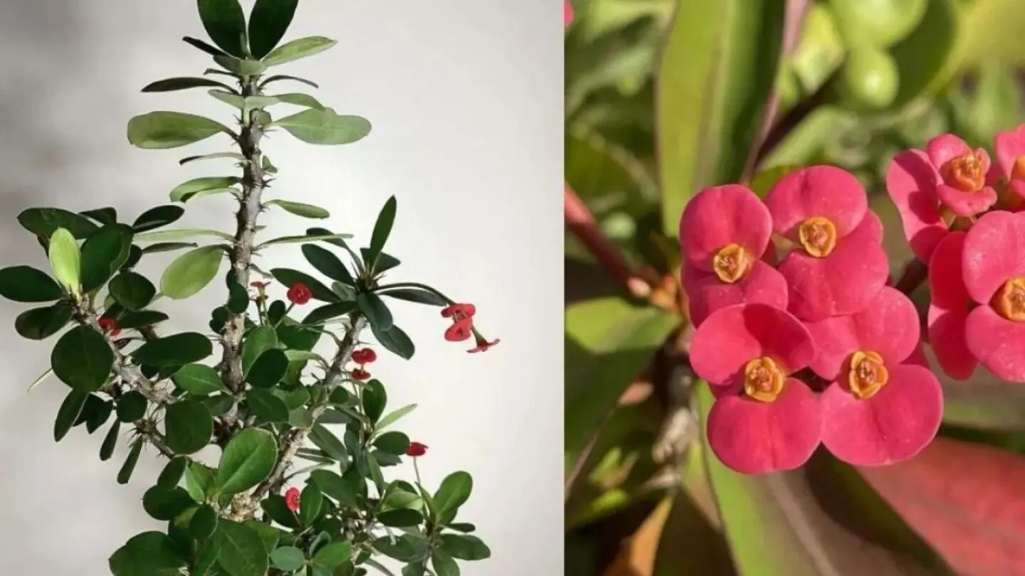 Flor Corona de Cristo: Belleza y Cuidados - Dónde se pone la planta corona de Cristo flor corona de cristo - Dónde se pone la planta corona de Cristo
