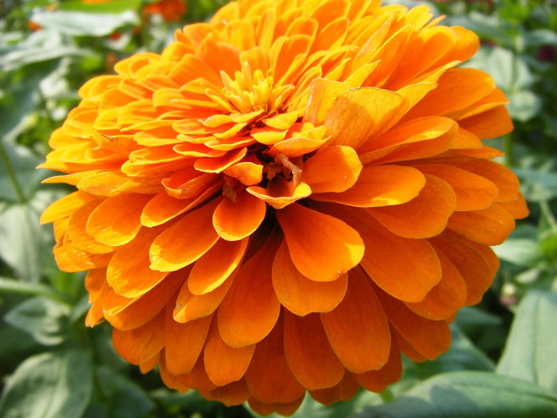 Flor de cempasúchil: cultivo y cuidados - Dónde se siembra la flor de cempasúchil flor de cempasúchil cultivo - Dónde se siembra la flor de cempasúchil