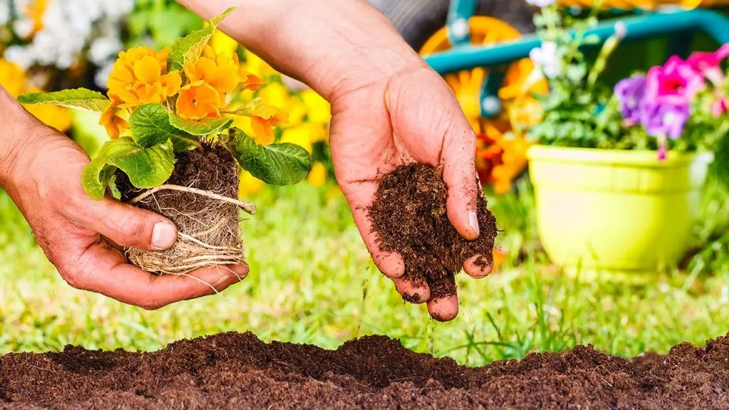 cómo se plantan las flores - Dónde se siembran las flores