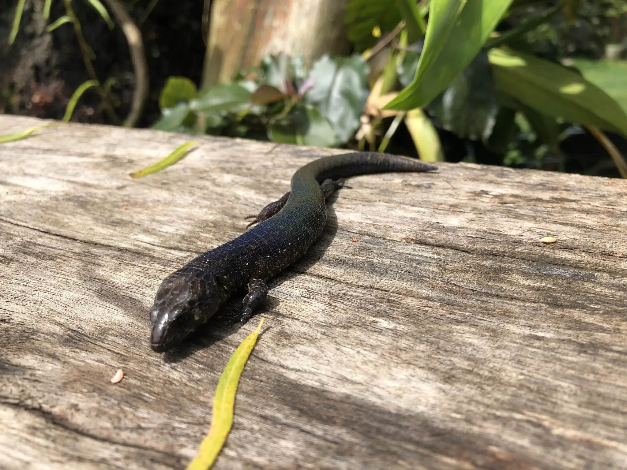 Flora y fauna de la Cordillera Oriental: Un tesoro natural en Colombia - Dónde termina la Cordillera Oriental flora y fauna de la cordillera oriental - Dónde termina la Cordillera Oriental
