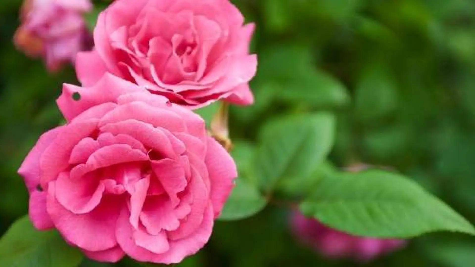 La flor con olor a podrido: El Aro Gigante - Por que algunas flores huelen mal flor con olor a podrido - Por que algunas flores huelen mal