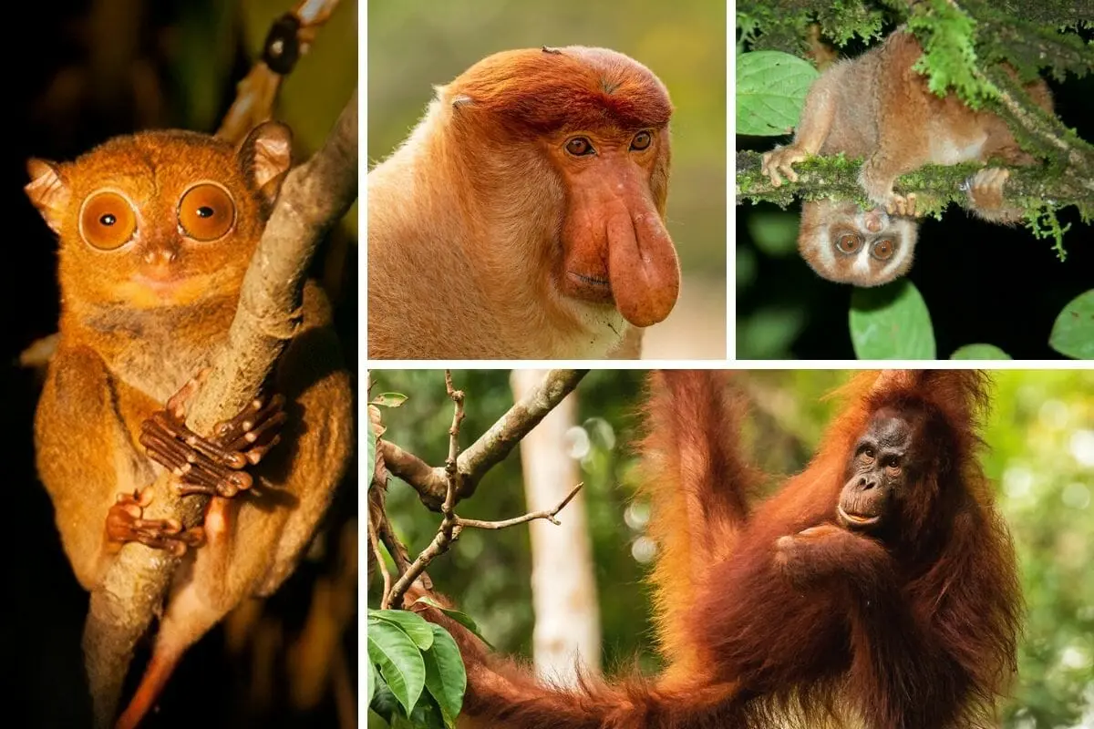 Selva de Borneo: Un paraíso de flora y fauna - Por qué es famoso Borneo selva de borneo flora y fauna - Por qué es famoso Borneo
