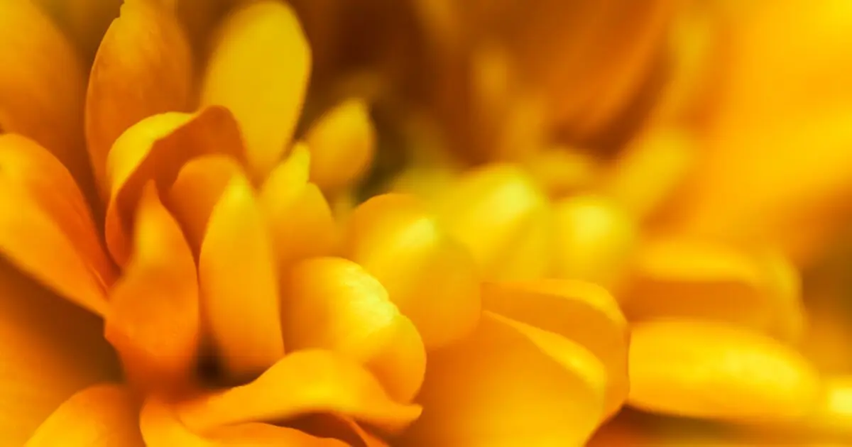 ramo de flores amarillas - Por qué hay que regalar flores amarillas el 21 de septiembre