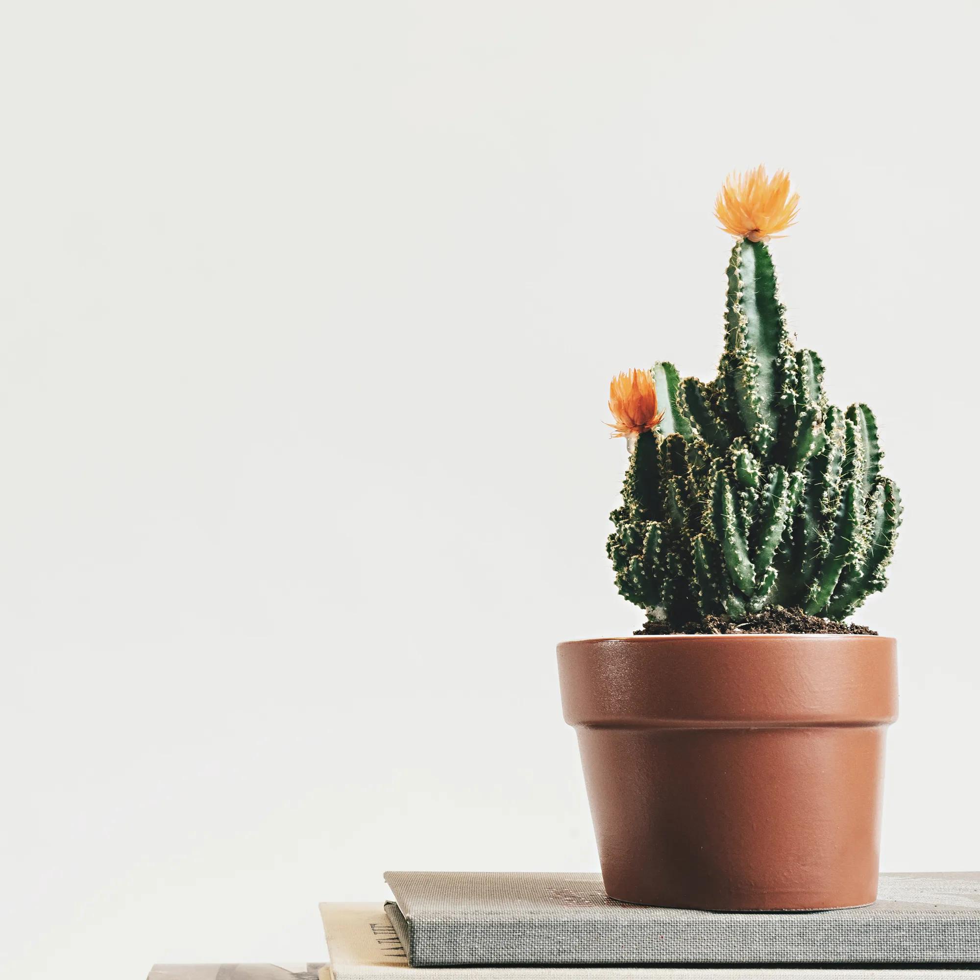 Los cactus tienen flores: una belleza sorprendente en el entorno de las suculentas - Por qué salen flores en los cactus los cactus tienen flores - Por qué salen flores en los cactus