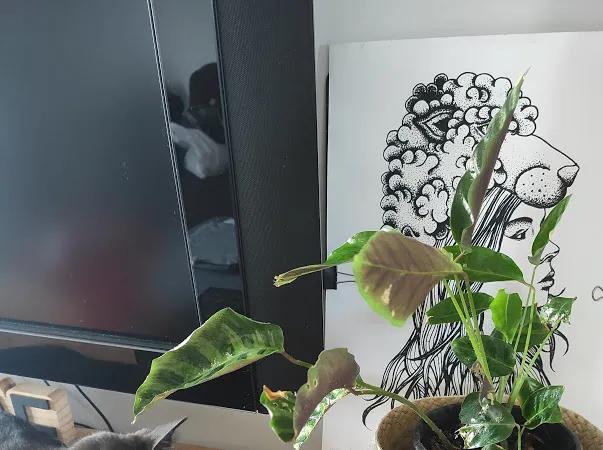 planta sapito flor - Por qué se cierra la planta Sapito
