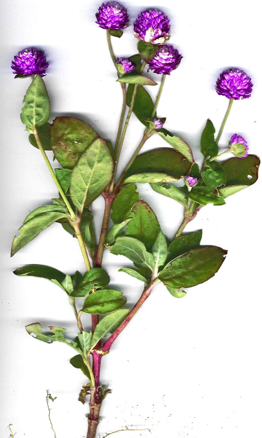 Amaranto: La Flor del Amor - Por qué se llama amaranto amaranto flor de amor - Por qué se llama amaranto